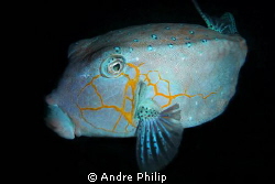 nightly boxfish by Andre Philip 
